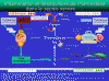 Diapositive4.GIF (62472 octets)